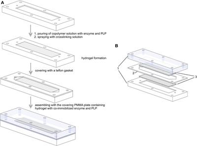 Hydrogel-Based Enzyme and Cofactor Co-Immobilization for Efficient Continuous Transamination in a Microbioreactor